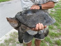 News_SoftshellTurtle (Small).jpg