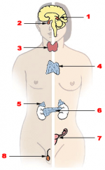 Illu_endocrine_system.png