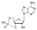 150px-Cyclic-adenosine-monophosphate-2D-skeletal.png