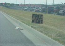free cat.jpg