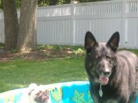 scoobs new friend.JPG