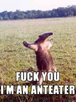 Fuck_You,_I'm_an_Anteater.jpg