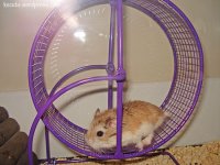 hamster-wheel-race.jpg