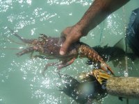 Lobster.jpg