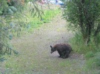 bear woods.jpg