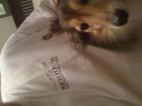 pups1.jpg