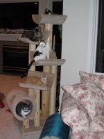 Cats0006.jpg