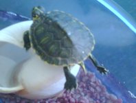 my baby turtle!.jpg