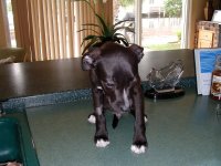 baby Duke 003.jpg