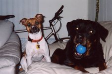 Chewie&Nobi2.JPG
