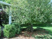 nest 001a.jpg