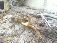 Stumppuller 038.jpg