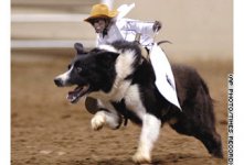 Ride 'em, Cow-monkey!.jpg
