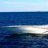 flamingo 32